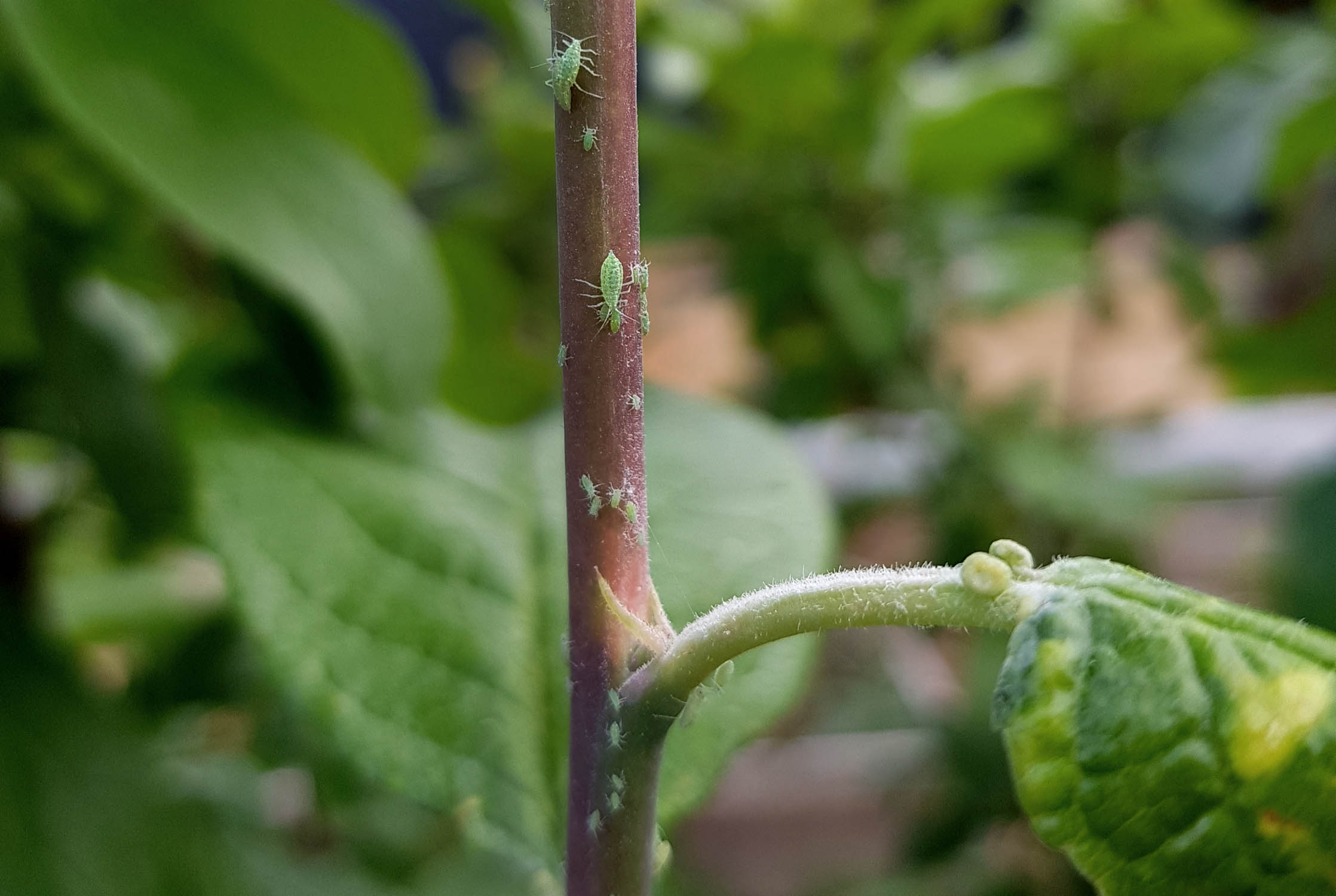 Rapsöl gegen Blattläuse natürliches Insektizid für Gemüsepflanzen