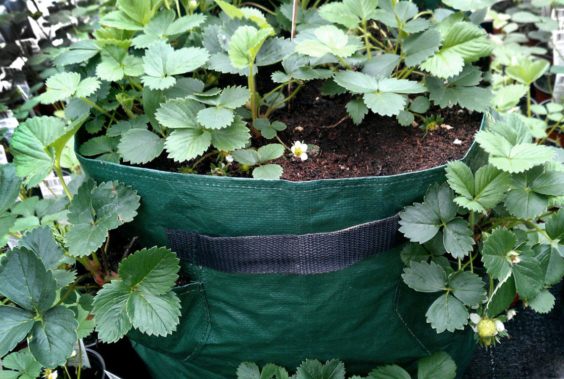 Pflanztasche mit Erdbeeren für Balkon und Terrasse