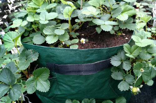 Pflanztasche mit Erdbeeren für Balkon und Terrasse