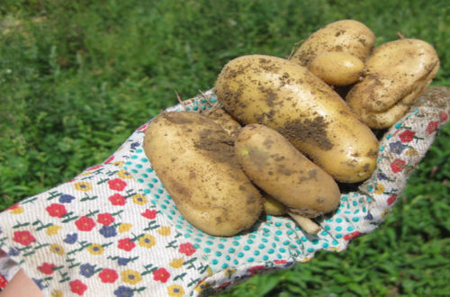 Kartoffeln im Kübel