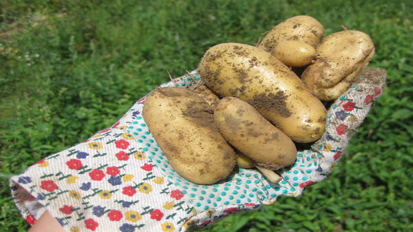 Kartoffeln im Kübel