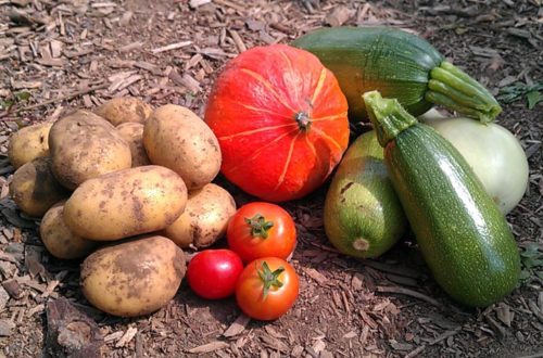 Gemüse aus dem eigenen Garten