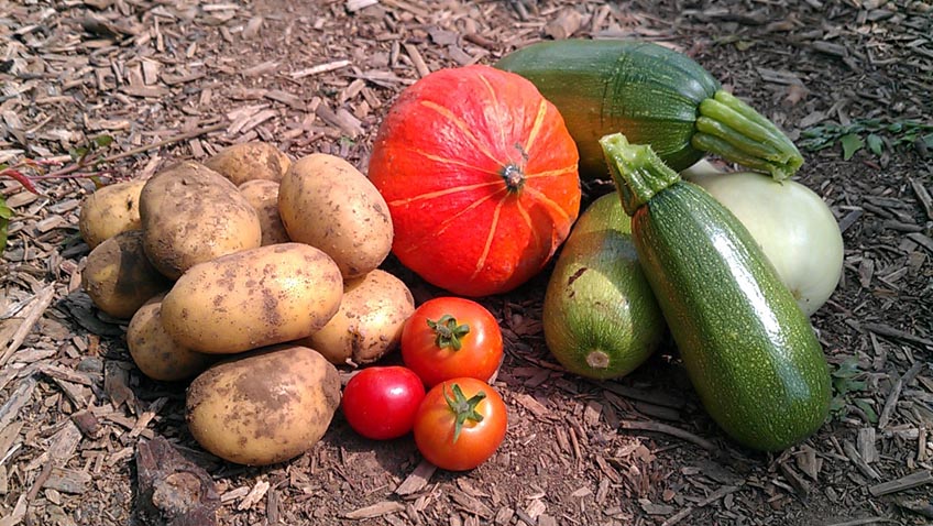 Gemüse aus dem eigenen Garten