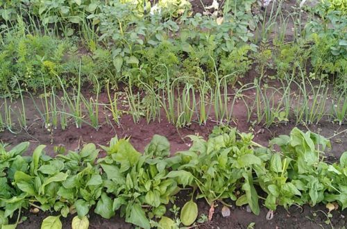 Anbauplanung im Gemüsegarten