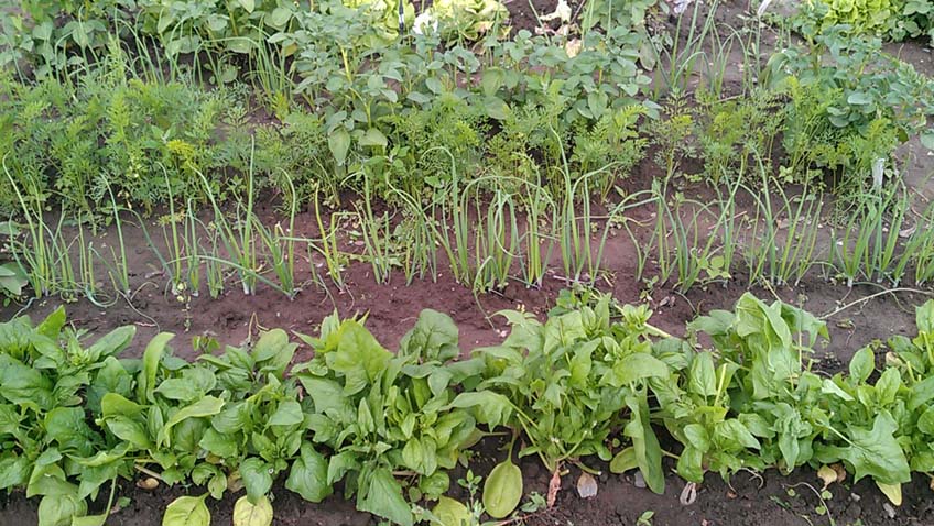 Anbauplanung im Gemüsegarten