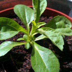 Stevia Jungpflanze