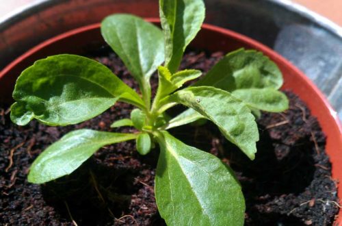 Stevia Jungpflanze