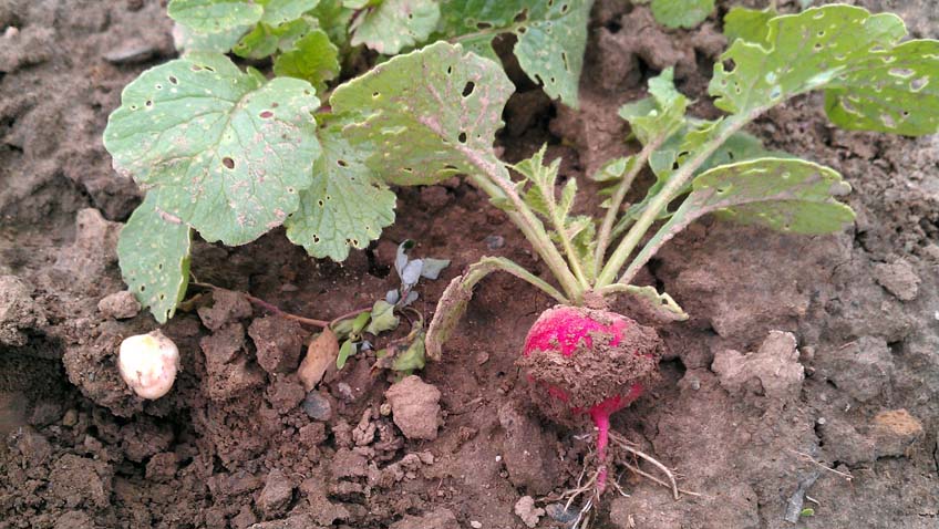Radieschen erste Ernte