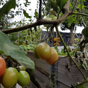 Tipps gegen Braunfäule an Tomaten