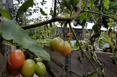 Tipps gegen Braunfäule an Tomaten