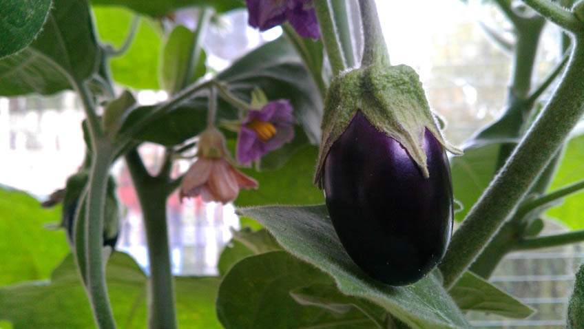 Aubergine selber ziehen