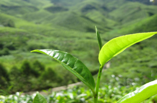 Teepflanze - Grüner Tee