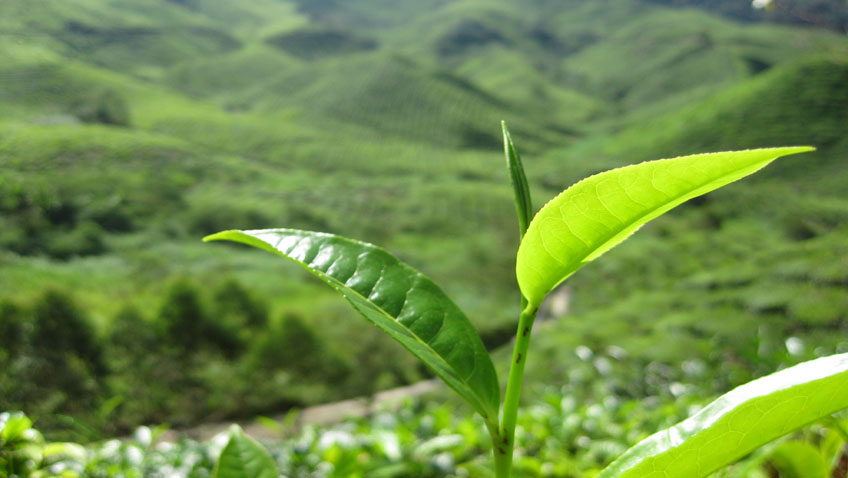 Teepflanze - Grüner Tee