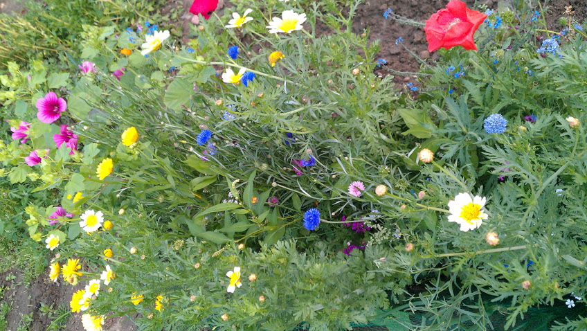 Gartengestaltung Naturgarten