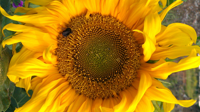 Bienensterben