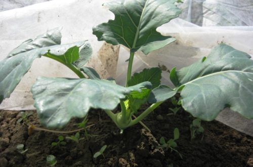 Kohlrabi Jungpflanze