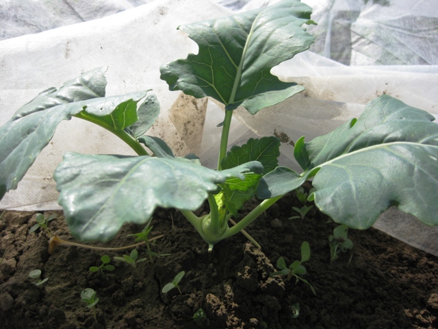 Kohlrabi Jungpflanze