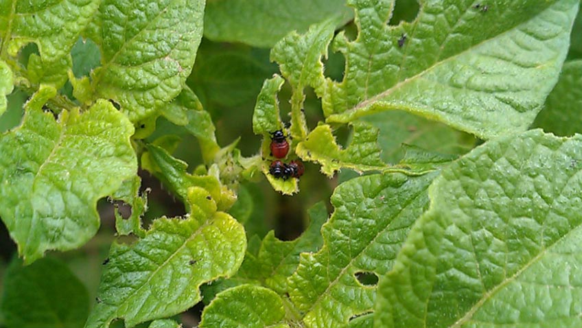 Kartoffelkäferlarven