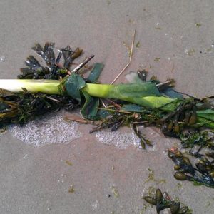 Lauch auf Sand