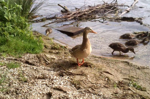 Enten im Garten