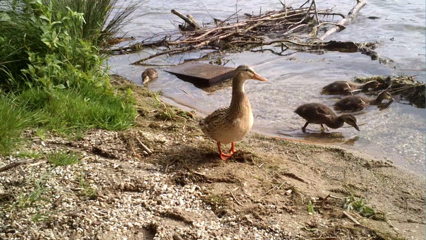 Enten im Garten