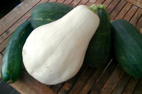 Zucchini Bianco di Trieste