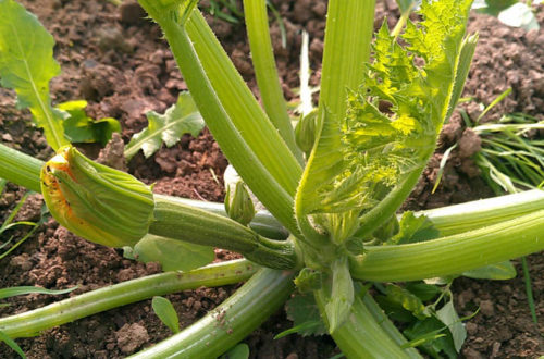 Zucchiniblüte