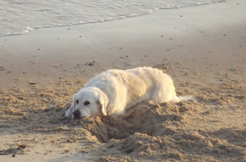 Hundehaftpflichtversicherung