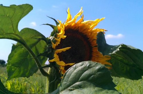 Guerilla Gardening