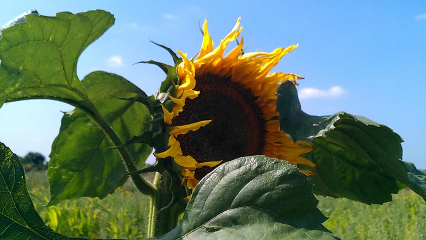 Guerilla Gardening