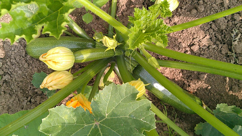 Zucchini