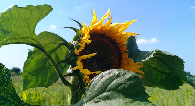 Rund um den Garten