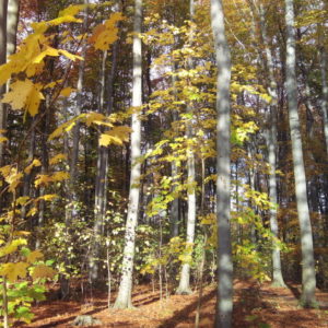 Wald