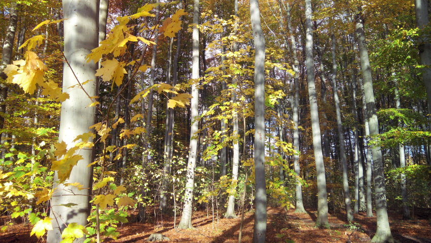 Wald