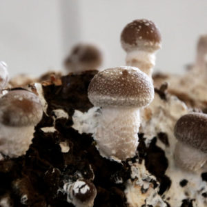 Shiitake selber züchten - Fertigkultur Pilze im Haus