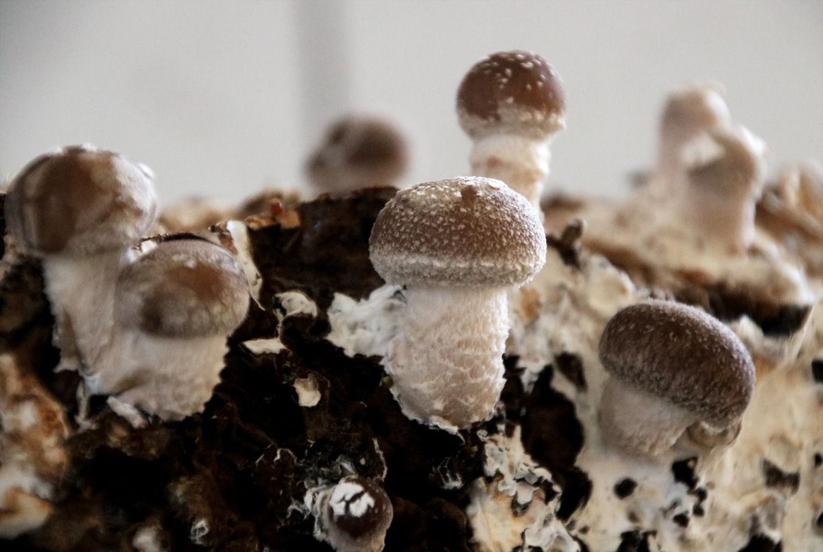Shiitake selber züchten - Fertigkultur Pilze im Haus