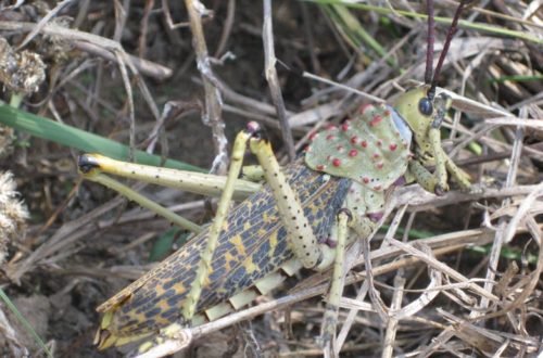 Insekten essen