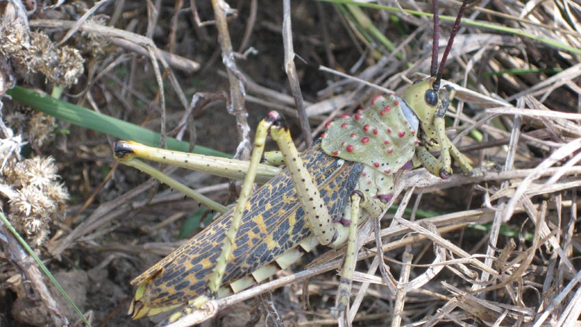 Insekten essen
