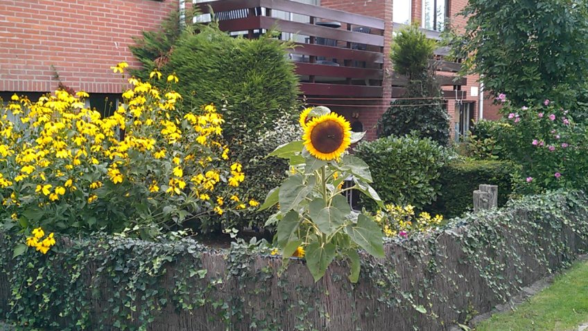 Gartenzaun