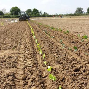 Traktor fährt über das Feld