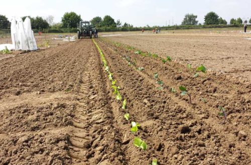 Traktor fährt über das Feld