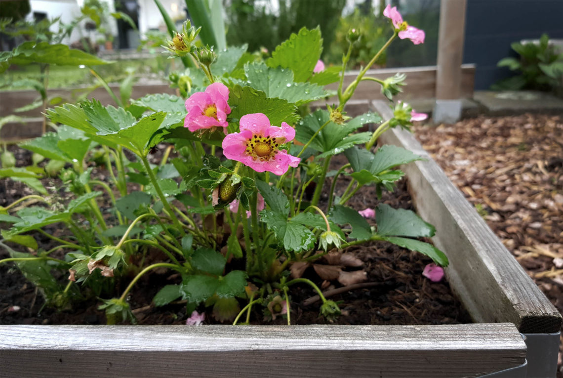 Wer verträgt sich gut mit Erdbeeren?