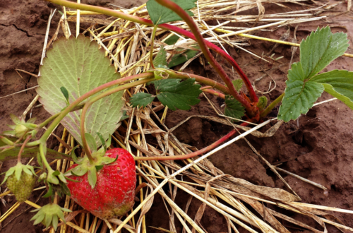 Wer verträgt sich mit Erdbeeren?