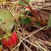 Wer verträgt sich mit Erdbeeren?