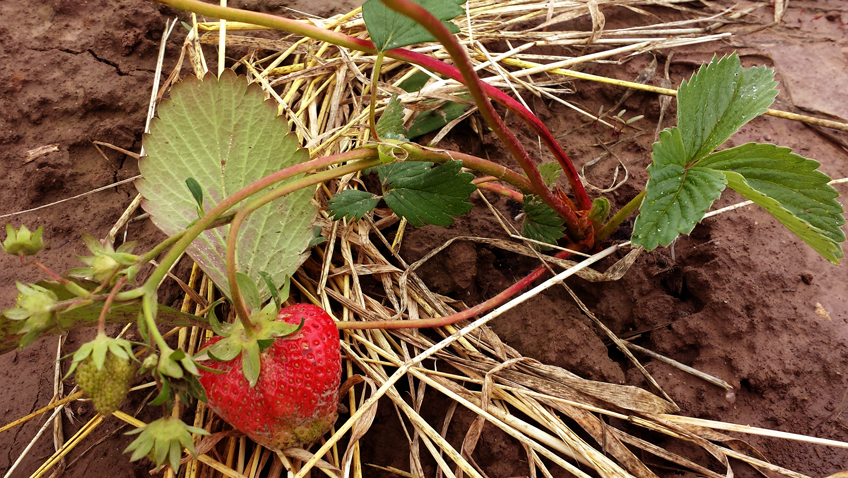 Wer verträgt sich mit Erdbeeren?