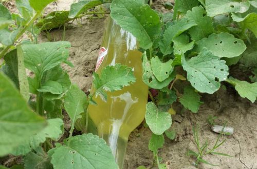 Flaschenpost im Gemüsegarten