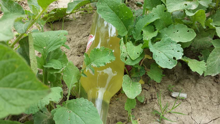 Flaschenpost im Gemüsegarten