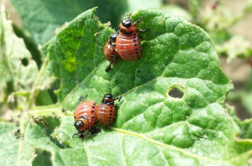 Invasion der Kartoffelkäfer