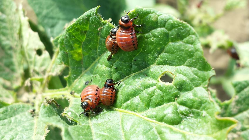 Invasion der Kartoffelkäfer