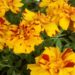 Tagetes neben Tomaten und Erdbeeren